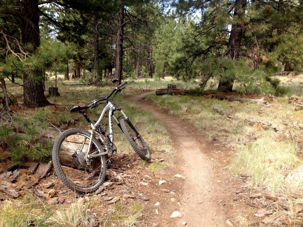 A mountain bike leaning against a fallen log on a dirt path surrounded by tall pine trees in a forested area. Arizona Trail: Flagstaff mountain bike trail.