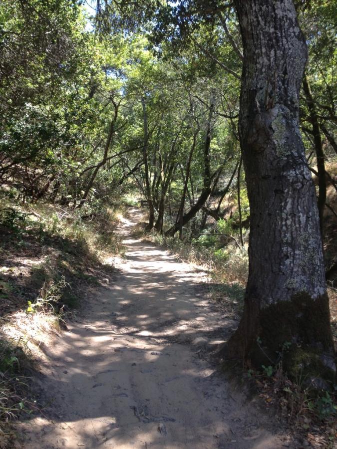 A winding dirt path through a lush forest, surrounded by trees and greenery, with dappled sunlight filtering through the leaves. China Camp mountain bike trail.