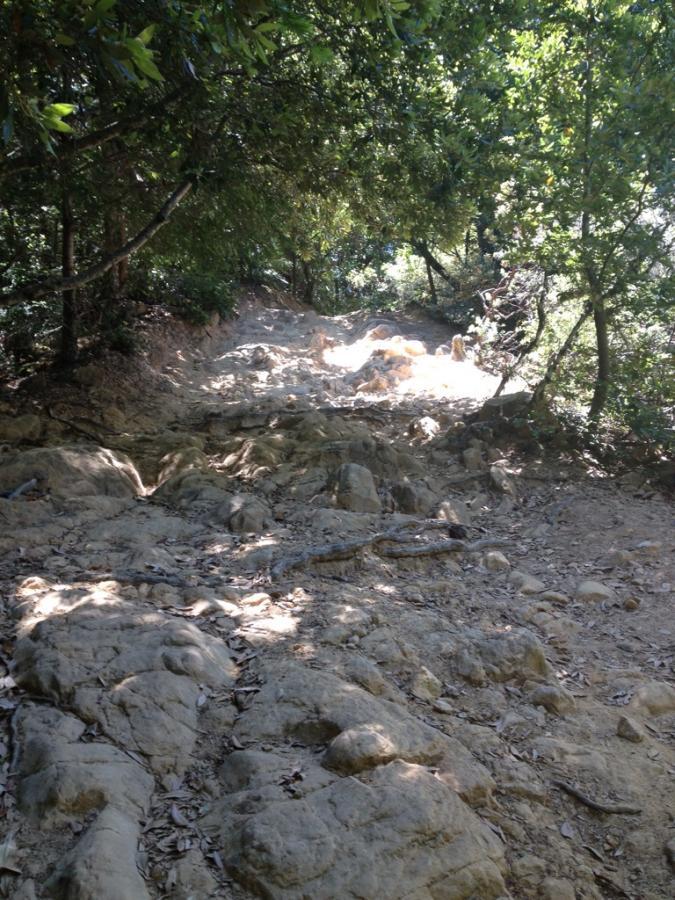 A rocky hiking trail surrounded by lush greenery, leading through a wooded area. Sunlight filters through the trees, illuminating the uneven terrain of rocks and dirt. El Corte De Madera Creek Open Space mountain bike trail.