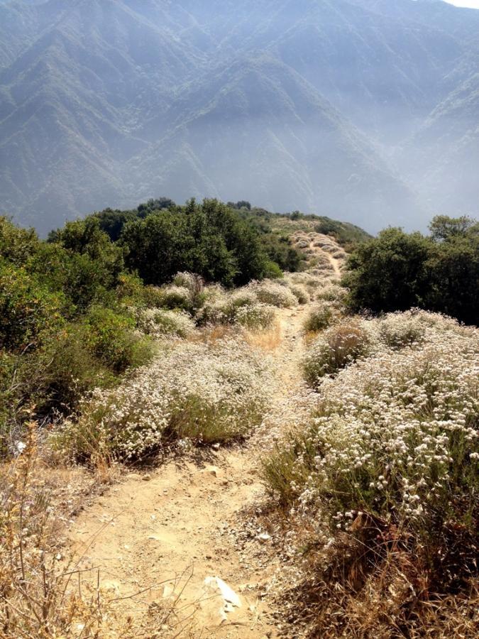 A winding dirt path leads through a landscape of flowering bushes and sparse vegetation, surrounded by rolling mountains in the background. The sun casts a warm light, creating a serene and tranquil atmosphere. Heli Pad Shortcut mountain bike trail.