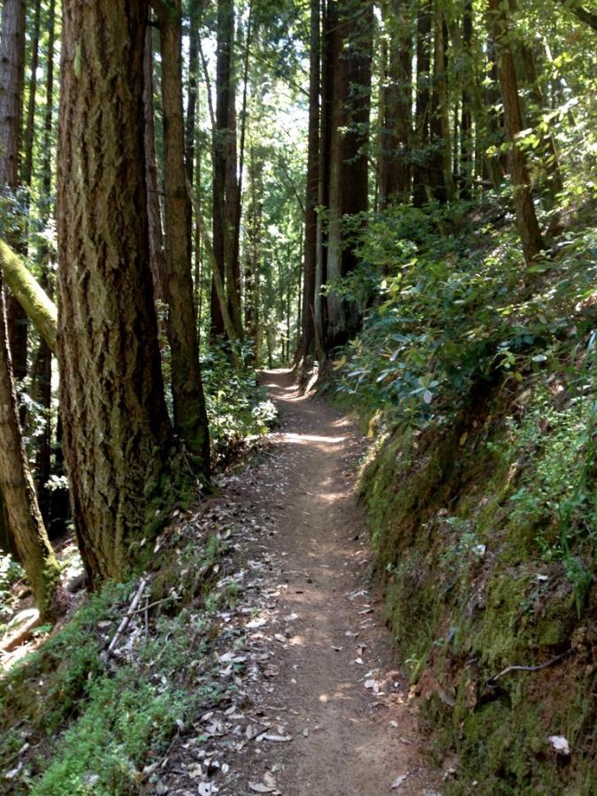 A narrow dirt trail winding through a lush forest, surrounded by tall trees and vibrant green foliage, with sunlight filtering through the canopy above. The path is bordered by moss-covered hills and scattered leaves on the ground. El Corte De Madera Creek Open Space mountain bike trail.