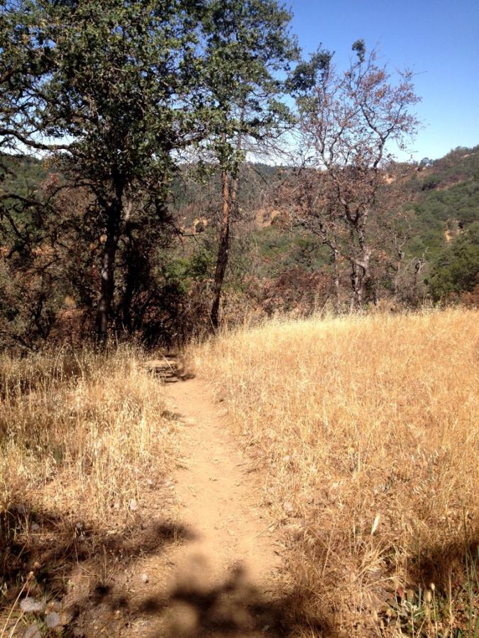 A winding dirt path surrounded by tall, dry grass and trees, leading through a sunny landscape with blue skies and distant hills. Henry W. Coe State Park mountain bike trail.