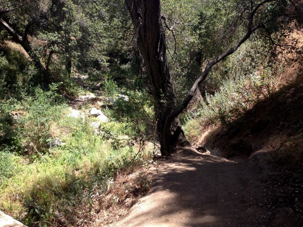 A peaceful forest pathway surrounded by lush greenery, featuring a large tree with a sprawling branch arching over the trail. Small rocks and dense foliage line the dirt path, creating a serene natural setting. El Prieto mountain bike trail.