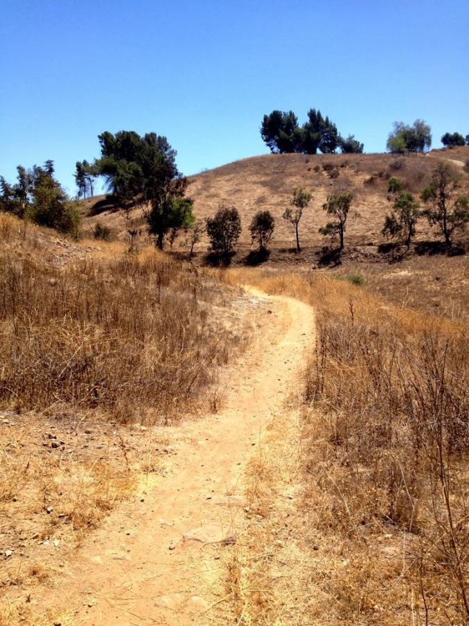 A winding dirt path leads through dry grass and sparse trees on a hillside under a clear blue sky. Frank G. Bonelli Regional Park mountain bike trail.