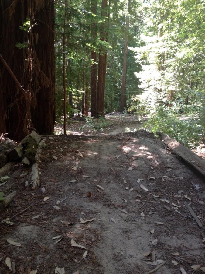 A dirt path winding through a dense forest of tall trees, with sunlight filtering through the leaves. The ground is covered with fallen leaves and soil, and there are logs along the sides of the trail, suggesting a peaceful and natural hiking environment. Forest Of Nisene Marks and Soquel Demonstration Forest mountain bike trail.