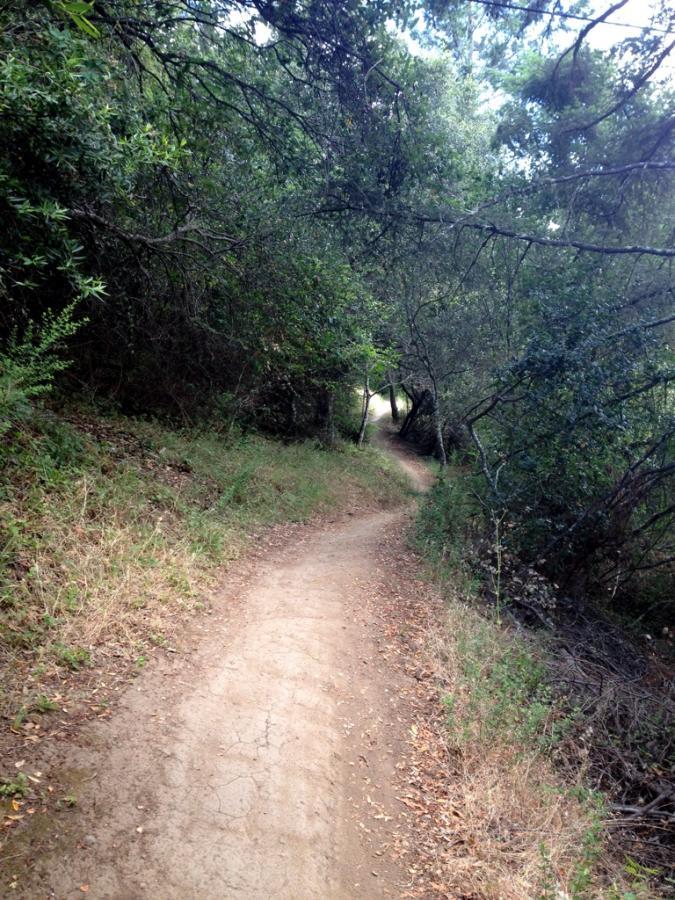 A winding dirt path through a wooded area, surrounded by greenery and trees. The trail curves gently to the right, with patches of grass and scattered leaves along the edges. The canopy above creates a dappled light effect on the ground. Camp Tamarancho mountain bike trail.