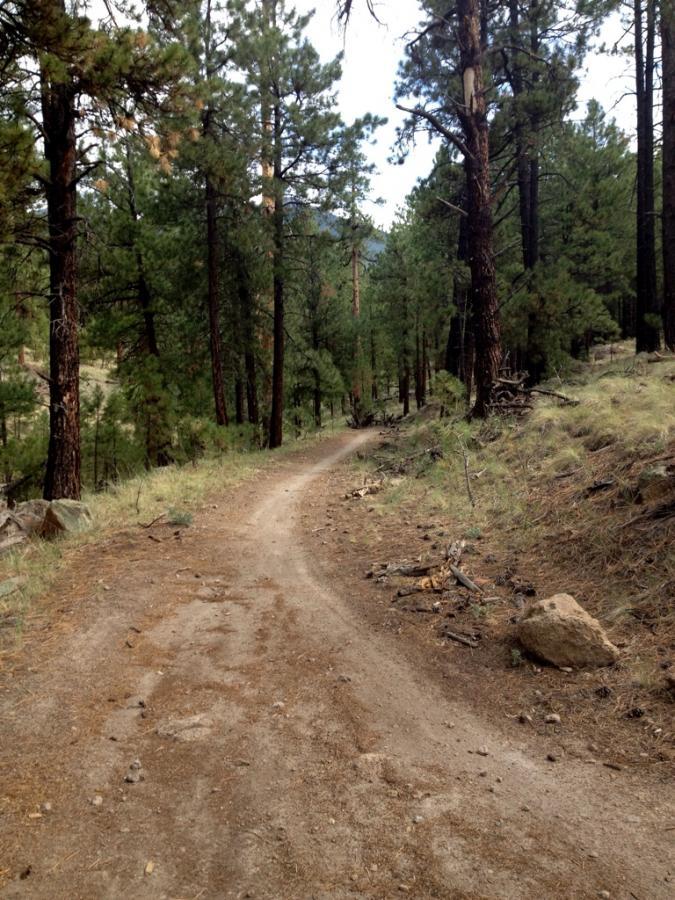 A winding dirt path through a lush forest filled with tall, green pine trees. The trail is bordered by patches of grass and scattered rocks, leading further into the wooded area. Arizona Trail: Flagstaff mountain bike trail.
