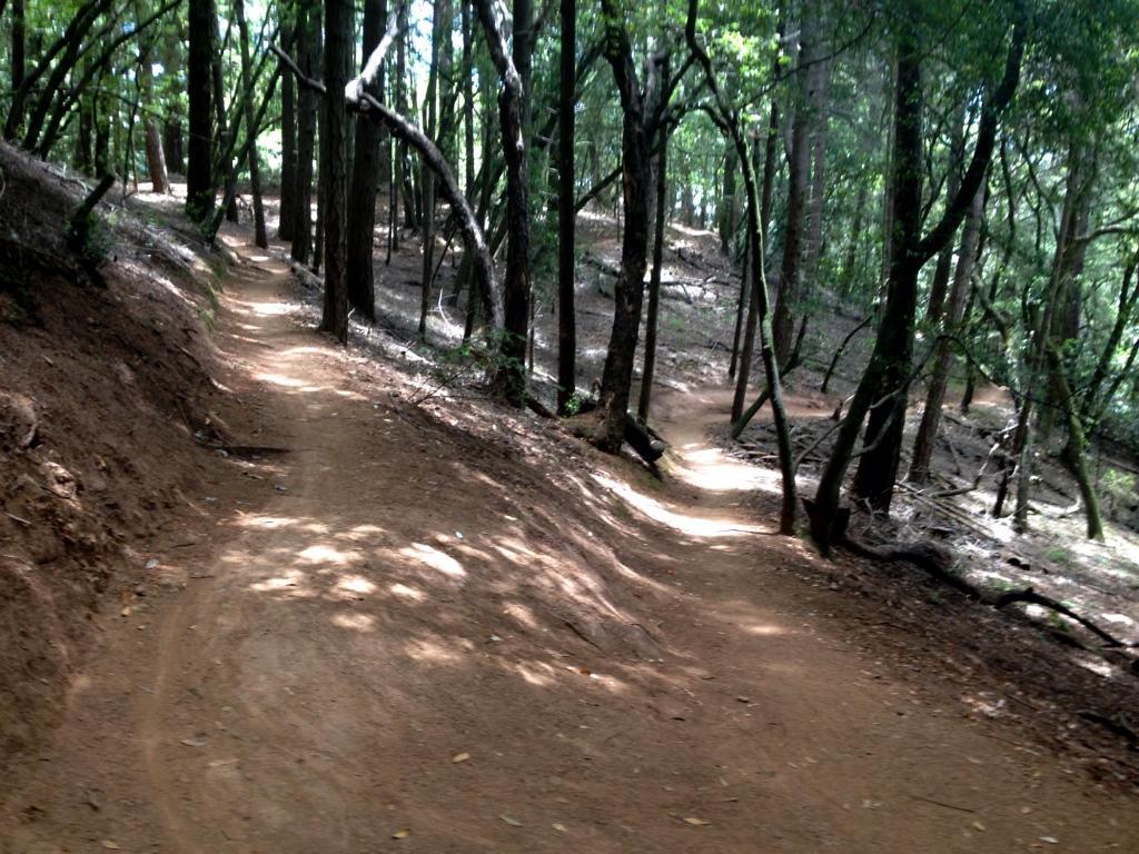 A winding dirt path through a dense forest, surrounded by tall trees and dappled sunlight filtering through the leaves. The trail curves gently, with patches of light and shadow creating a serene, natural atmosphere. Camp Tamarancho mountain bike trail.