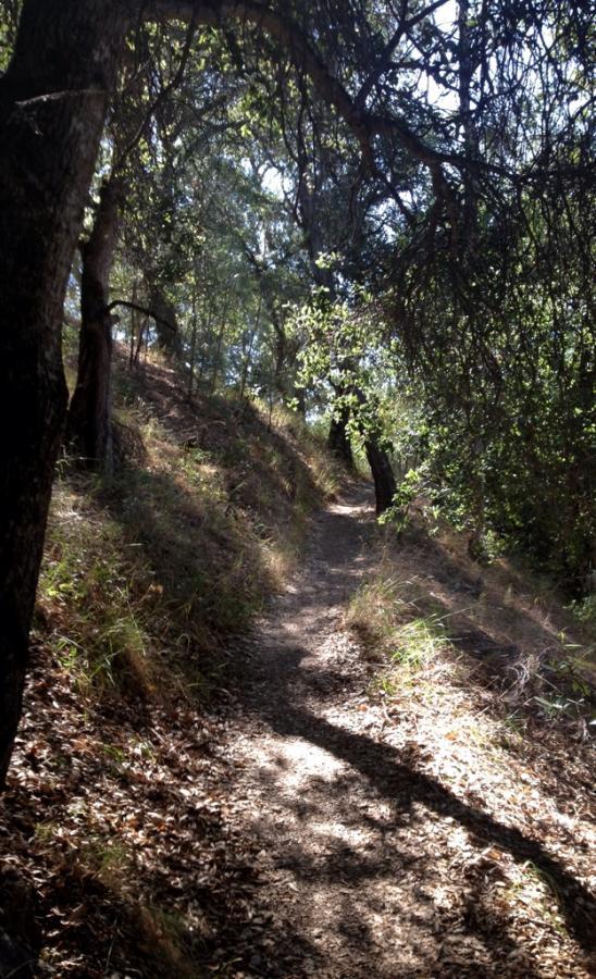A winding dirt path surrounded by trees and shrubs, leading through a sunlit forest. The path is partially shaded by the overhanging branches, with patches of sunlight illuminating the ground. Fallen leaves and grass are visible along the edges. Henry W. Coe State Park mountain bike trail.