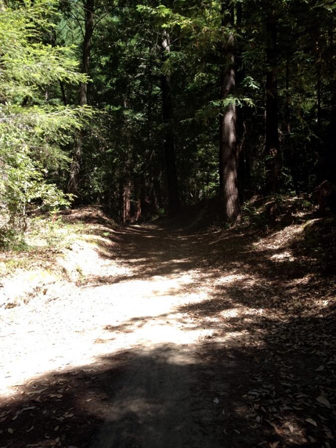 A dirt path winding through a dense forest, illuminated by dappled sunlight filtering through the leaves, surrounded by tall trees and fallen leaves on the ground. Forest Of Nisene Marks and Soquel Demonstration Forest mountain bike trail.