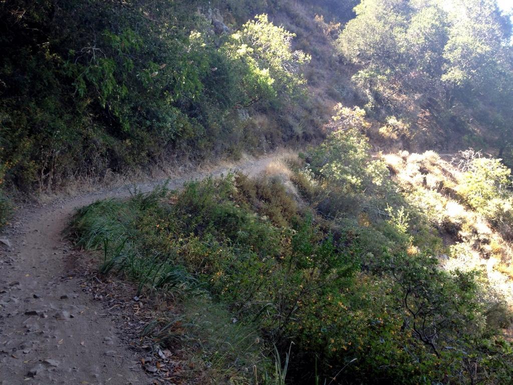 A winding dirt path leading through lush greenery and sunlit hills, surrounded by shrubs and small bushes. The trail gently curves along the hillside, suggesting a serene nature walk or hike. China Camp mountain bike trail.