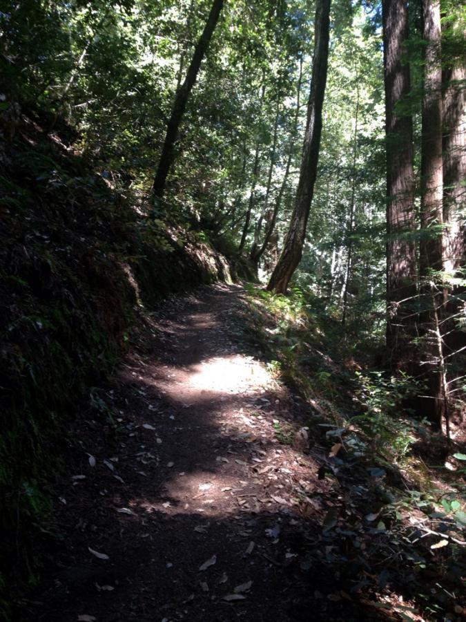 A winding dirt path through a lush forest, surrounded by tall trees and dappled sunlight filtering through the foliage. The trail is bordered by greenery and fallen leaves, creating a serene and natural atmosphere. El Corte De Madera Creek Open Space mountain bike trail.