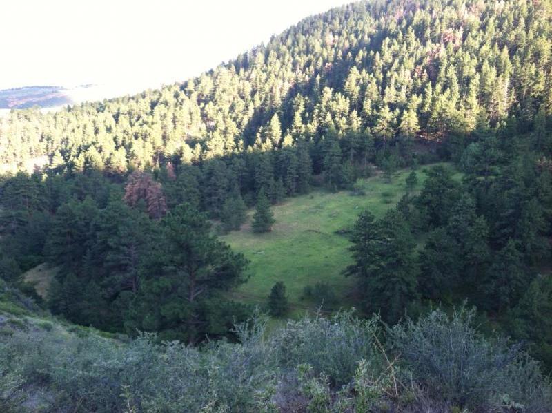 A scenic view of a lush green valley surrounded by dense evergreen trees on sloping hills. The sunlight casts a warm glow over the landscape, highlighting the vibrant greenery and the texture of the forested area. Lory State Park mountain bike trail.