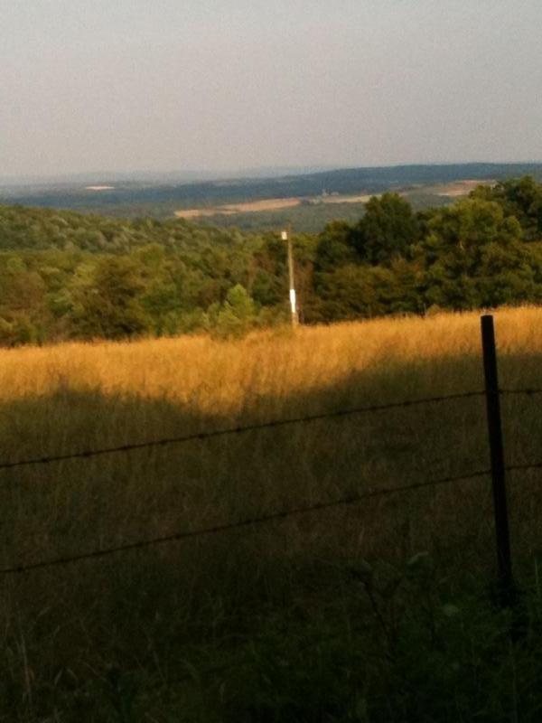 A scenic view of rolling hills and fields under a grayish sky, featuring tall golden grass in the foreground and distant trees. A fence runs along the bottom of the image, and a utility pole can be seen in the midground. Finger Lakes National Forest mountain bike trail.
