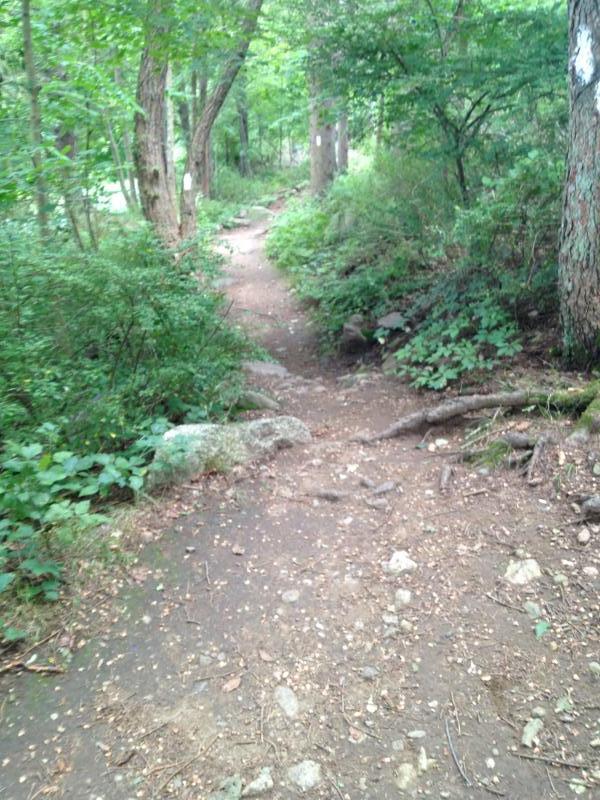A narrow dirt path winding through a lush green forest, surrounded by trees and underbrush. The trail is marked by occasional signs, and the ground is uneven with rocks and roots visible. Tarrywile Park mountain bike trail.