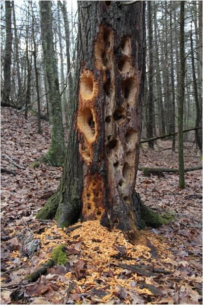 A tree with a heavily decayed trunk, featuring numerous large holes and peeling bark. Wood shavings are scattered around the base, indicating activity from woodpeckers or other wildlife. The surrounding forest is filled with leaf litter and sparse trees in the background. Woodpecker Run mountain bike trail.