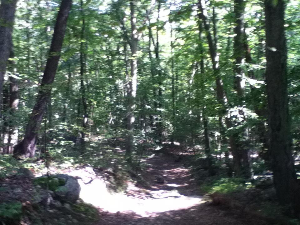 A sun-dappled forest path winding through tall trees, with lush green foliage and a rocky terrain. The scene captures a tranquil, natural setting, highlighting the beauty of the outdoors. Allamuchy State Park-North mountain bike trail.