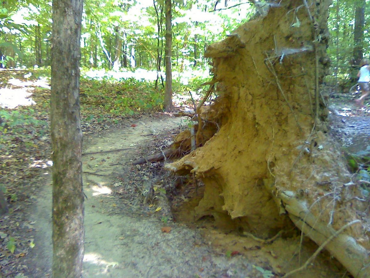 A large uprooted tree with exposed roots, along a dirt path in a forested area. Sunlight filters through the trees, highlighting the surrounding greenery and fallen leaves. A person can be seen walking in the background. Stanky Creek mountain bike trail.