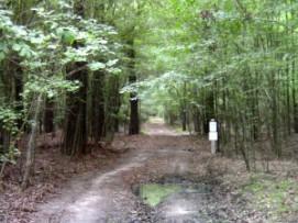 A dirt path winding through a lush, green forest, surrounded by tall trees and undergrowth. A white signpost can be seen on the right side of the path, partially obscured by foliage. Wannamaker Park mountain bike trail.