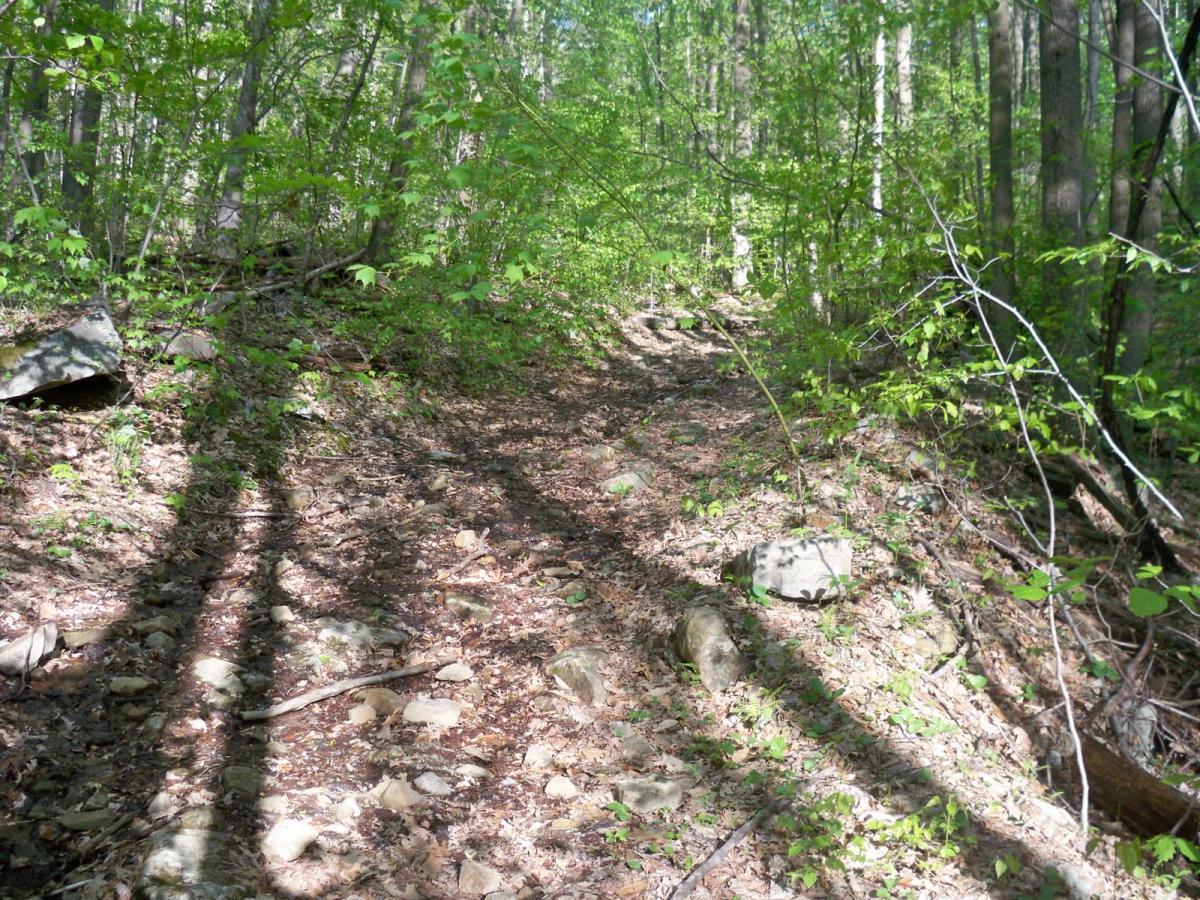 Alt text: A narrow, rocky path winding through a lush green forest, with dappled sunlight filtering through the trees. Shadows cast by branches and rocks create a textured pattern on the forest floor covered in leaves. Sugarloaf Mountain Bike Area mountain bike trail.