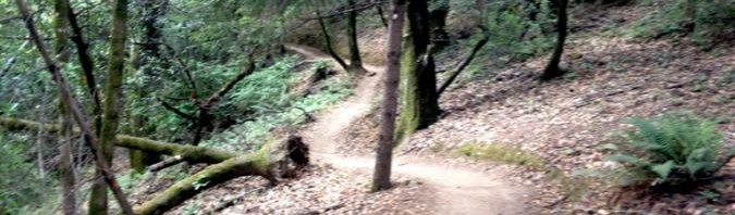 A winding dirt path through a lush, green forest, surrounded by trees and foliage. The trail is partially covered with fallen leaves, leading deeper into the woods.