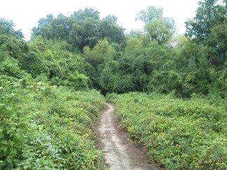 A narrow dirt path winding through a lush, green landscape filled with dense vegetation and trees. Forsythe Park mountain bike trail.