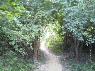 A narrow, sunlit trail leads through dense greenery, flanked by bushes and trees, creating a natural archway of leaves above. The path appears winding, inviting exploration into the forest. Forsythe Park mountain bike trail.
