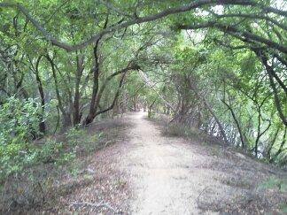 A dirt path winding through a lush, green forest with overhanging branches and foliage, creating a natural tunnel effect. Forsythe Park mountain bike trail.