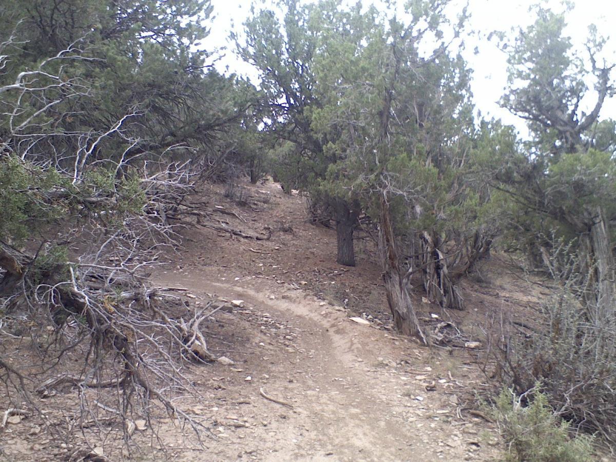 A narrow, winding dirt path surrounded by dense vegetation and rocky terrain, leading through a forested area with scattered trees and dry branches. The scene captures a natural, rugged landscape under a cloudy sky. The Boneyard mountain bike trail.