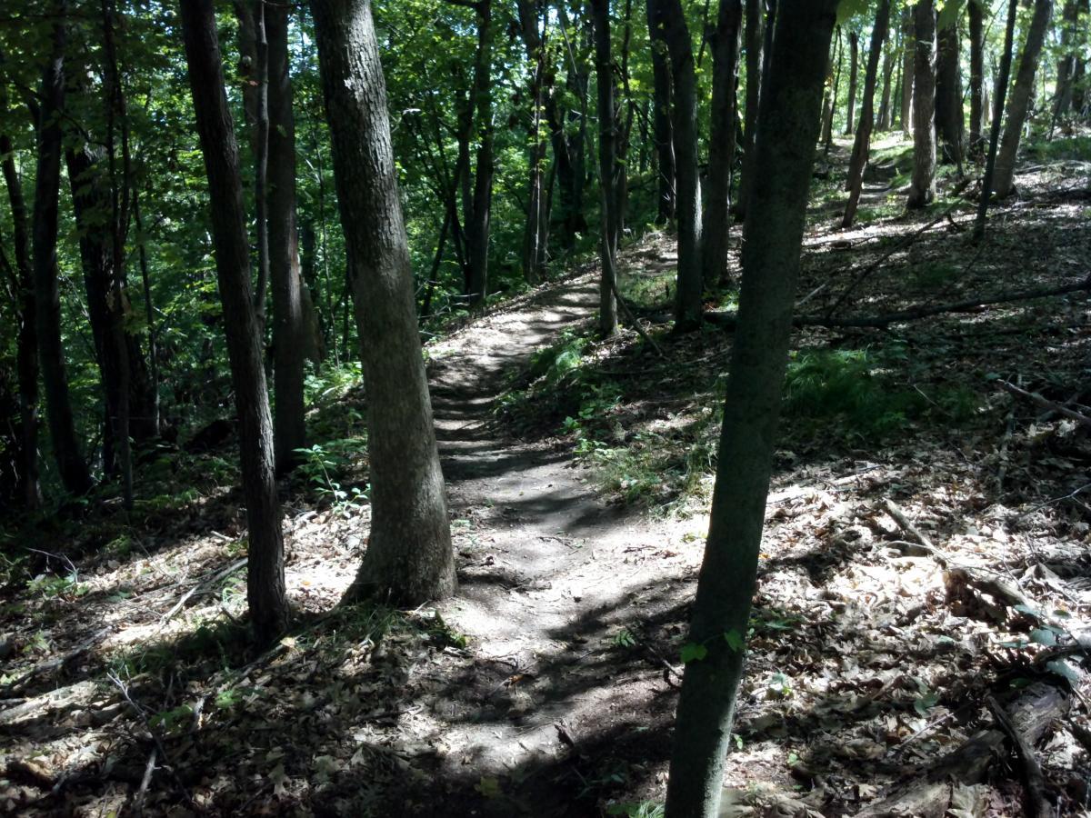 A narrow, winding dirt path through a sunlit forest, surrounded by tall trees and scattered leaves. The trail is flanked by greenery, creating a tranquil and shaded natural setting. Northwest Park mountain bike trail.