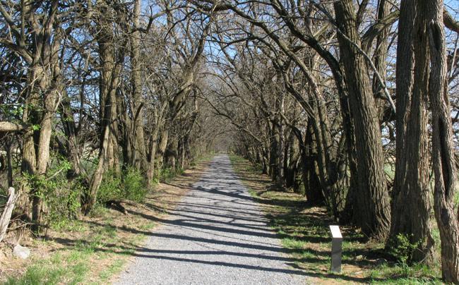 A gravel path lined with bare trees creates a tunnel-like effect, as it stretches into the distance under a clear blue sky. Lush greenery is visible on either side of the path, adding a touch of vibrant color to the scene. A small sign is situated on the right side of the path. 3rd Battle Of Winchester Trail mountain bike trail.