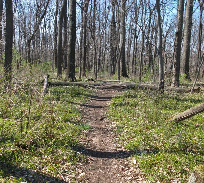 A narrow dirt path winding through a wooded area with tall, bare trees and patches of green foliage. Some fallen logs are scattered along the trail, and the sky is clear and bright. 3rd Battle Of Winchester Trail mountain bike trail.