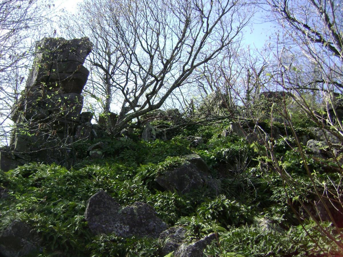 A rocky hillside covered in green ferns and sparse trees under a clear blue sky. The scene features a large rock formation amidst lush vegetation, with branches reaching out from the trees. Reddish Knob mountain bike trail.