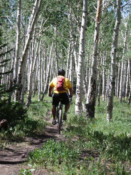 A mountain biker rides along a narrow trail through a grove of tall, white-barked trees, surrounded by lush green vegetation under bright sunlight. The cyclist is wearing a yellow shirt and a red backpack, facing away from the camera as they navigate the forest path. Turkey Flats mountain bike trail.