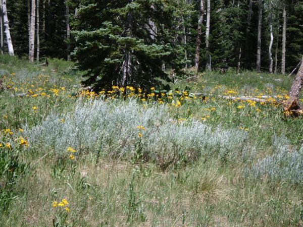 A lush green meadow filled with yellow wildflowers and silver-gray foliage, surrounded by a cluster of trees in a forested area. Sunlight filters through the trees, creating a bright, vibrant atmosphere. Turkey Flats mountain bike trail.