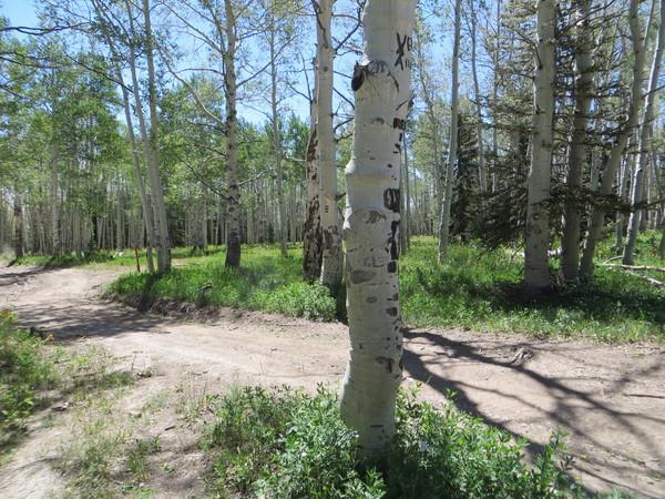 A sunny forest scene featuring a dirt path winding through a grove of aspen trees. The foreground includes a close-up of a white aspen tree trunk, while lush green grass and foliage surround the area. In the background, multiple trees create a serene, wooded atmosphere under a clear blue sky. Turkey Flats mountain bike trail.