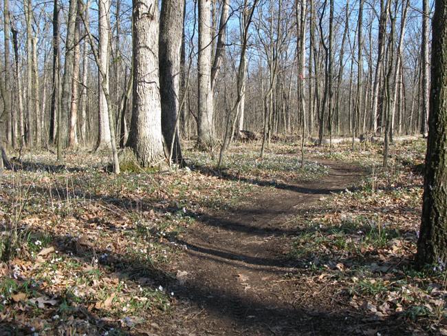 A winding dirt path through a wooded area, lined with tall trees and scattered fallen leaves. The scene is set under a clear blue sky, indicating a sunny day, and features emerging green plants in the underbrush. 3rd Battle Of Winchester Trail mountain bike trail.