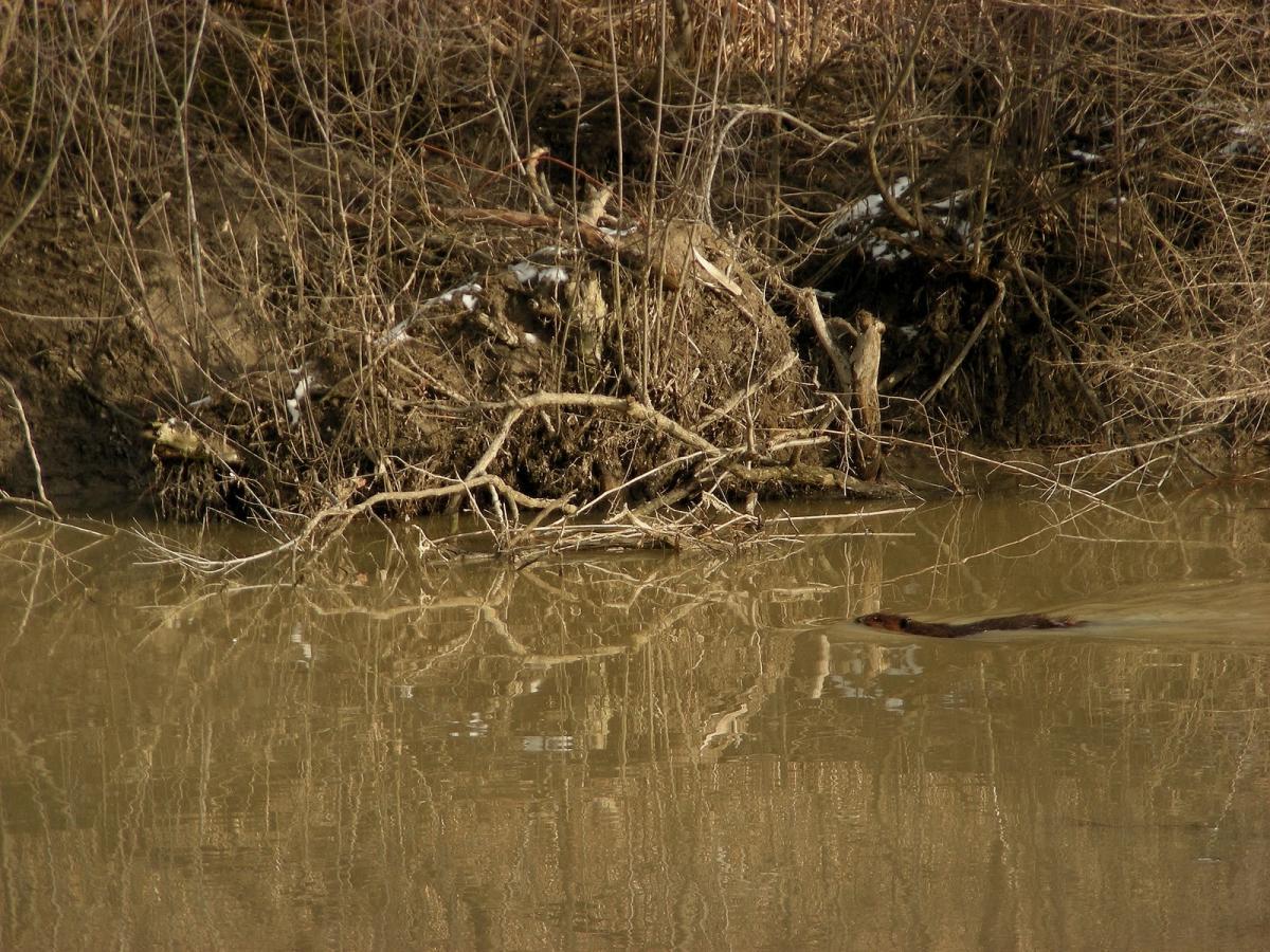 A riverbank with tangled branches and muddy ground, reflecting in the calm water of a river, where a brown animal swims near the surface. Ohio And Erie Canal mountain bike trail.