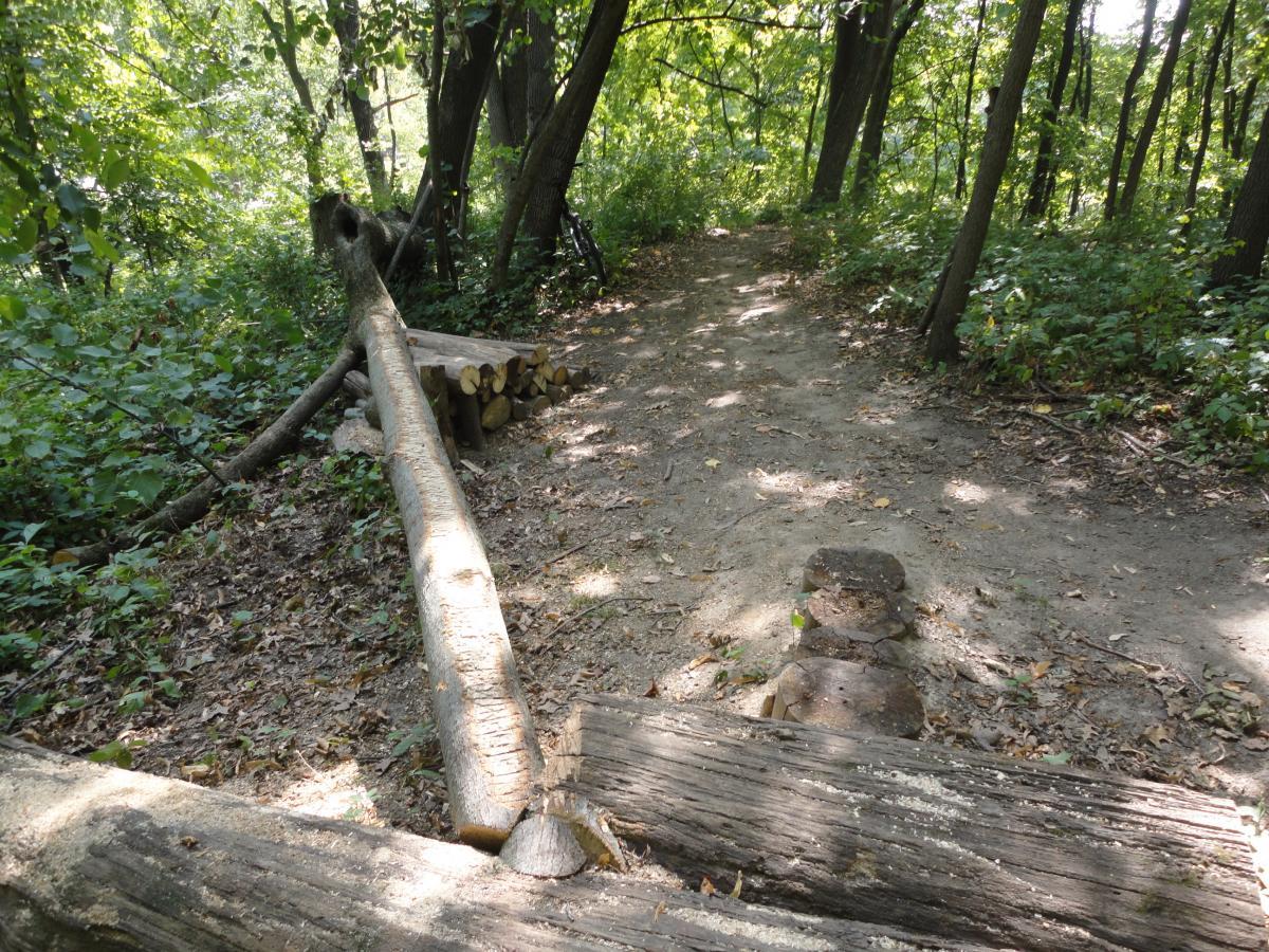 A narrow dirt path winding through a lush forest, featuring a fallen log and stacked firewood along the side. Sunlight filters through the trees, illuminating the greenery and creating dappled shadows on the ground. Beverly Park mountain bike trail.