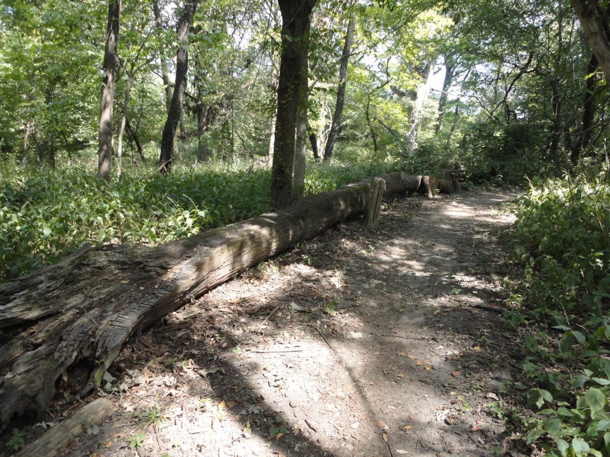 A serene forest path lined with green foliage, featuring a large fallen log on the side of the trail. Sunlight filters through the trees, creating dappled shadows on the ground. Beverly Park mountain bike trail.