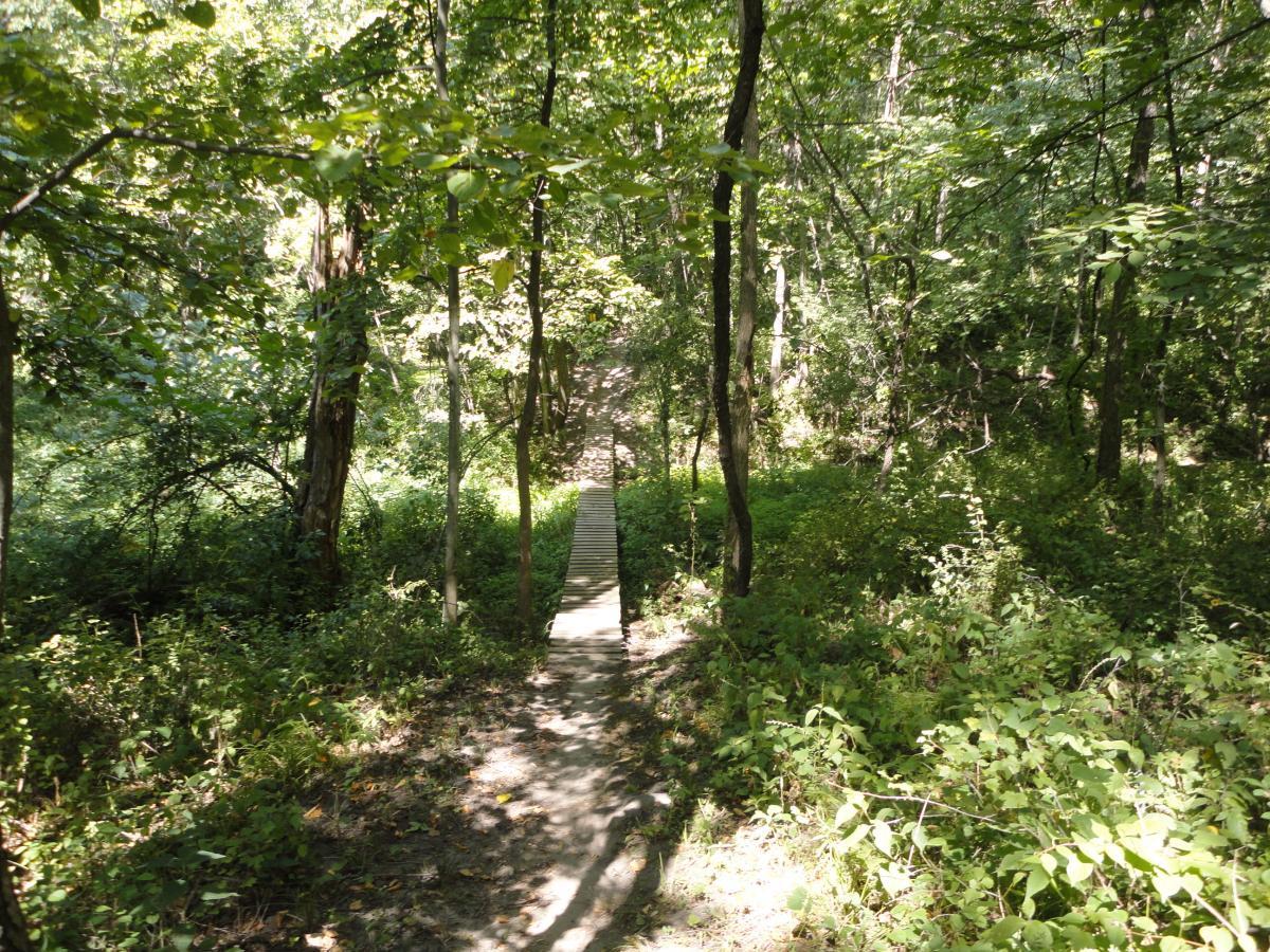A narrow wooden bridge leading through a lush green forest, surrounded by tall trees and thick vegetation, with dappled sunlight filtering through the leaves. Beverly Park mountain bike trail.