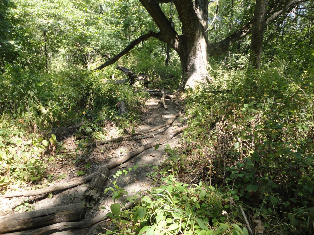 A winding dirt path through a lush, green forest, surrounded by dense undergrowth and fallen tree branches, with sunlight filtering through the leaves above. Beverly Park mountain bike trail.