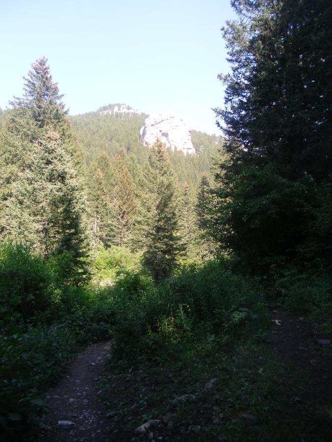 A scenic view of a forested landscape, featuring tall evergreen trees and a dirt path winding through lush greenery. In the background, a rocky outcrop rises against a clear blue sky, surrounded by forested hills. South Cottonwood mountain bike trail.