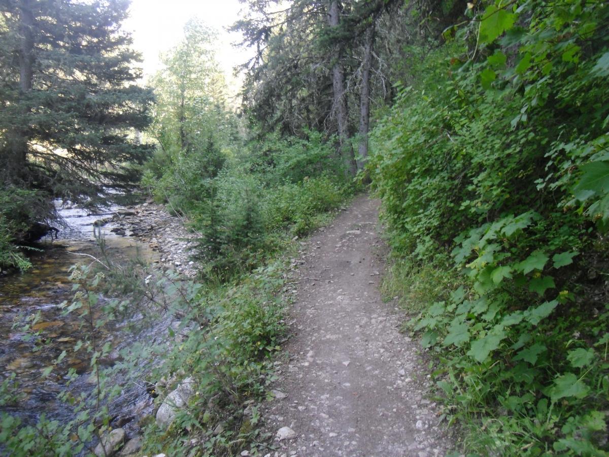 A narrow dirt path meandering alongside a gentle stream, bordered by lush green vegetation and tall trees, creating a serene natural setting. South Cottonwood mountain bike trail.