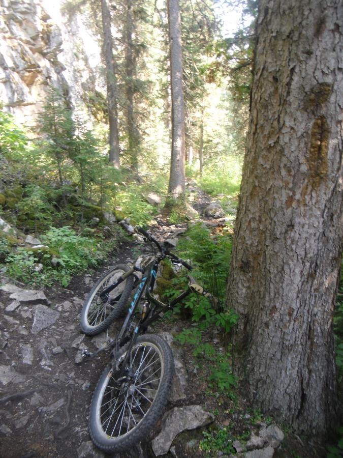 A mountain bike leaning against a tree on a rocky, wooded trail with lush greenery in the background. South Cottonwood mountain bike trail.