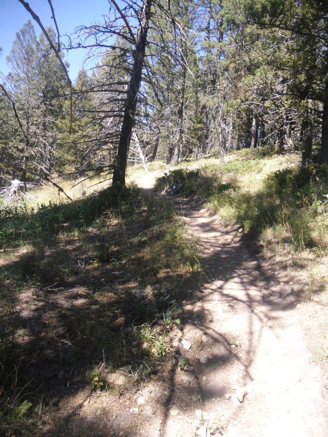 A forest trail winding through trees, with sunlight filtering through the branches. The path is surrounded by grass and small plants. Chestnut Mountain mountain bike trail.
