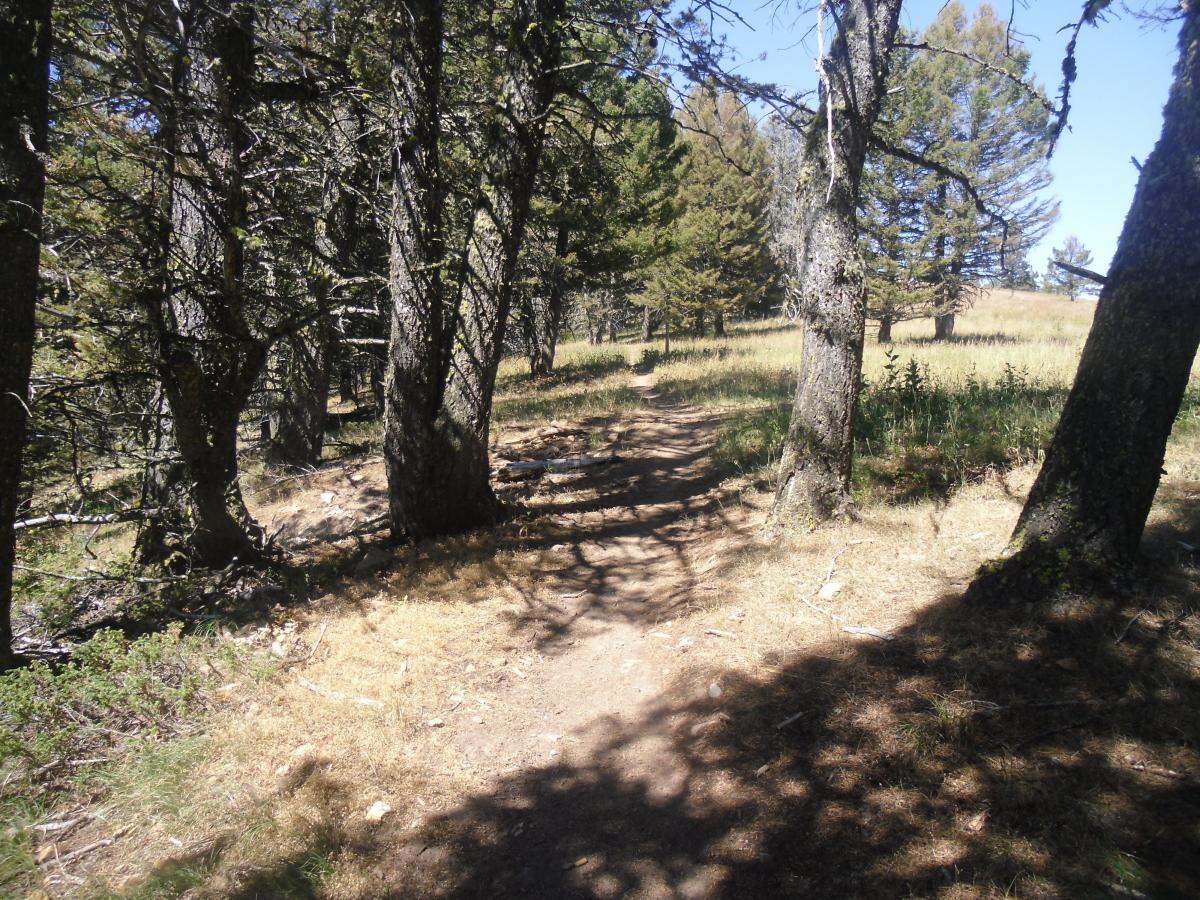 A narrow dirt path winding through a forest, flanked by tall trees and patches of grass. Sunlight filters through the branches, creating dappled shadows on the ground. The scene is serene and inviting, suggesting a peaceful hike in nature. Chestnut Mountain mountain bike trail.