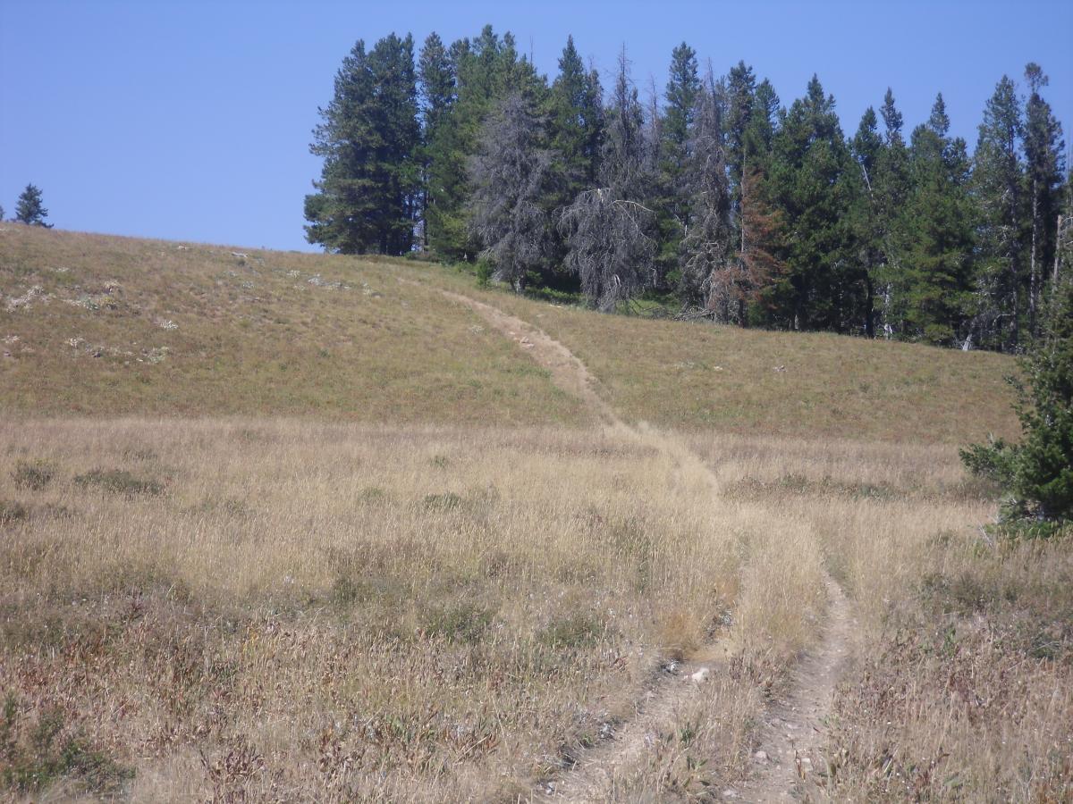 A dirt path winding through a grassy hillside, leading up towards a forested area with tall trees. The sky is clear and blue, and the surrounding landscape features a mix of dry grass and sparse vegetation. Chestnut Mountain mountain bike trail.