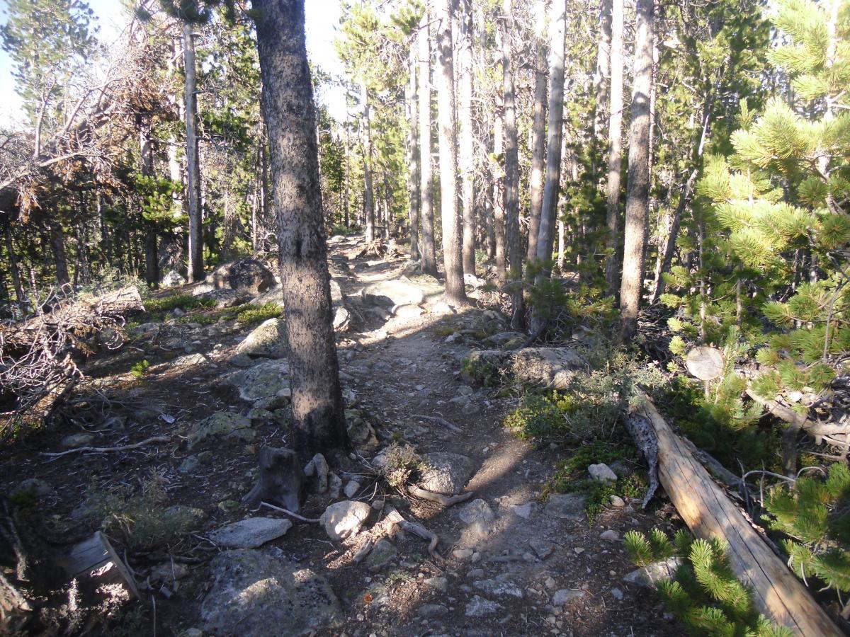 A narrow dirt trail winding through a forest of tall trees, with rocky terrain and patches of greenery visible. Sunlight filters through the branches, creating a serene atmosphere in a natural setting. Silver And Basin Lakes Trail mountain bike trail.