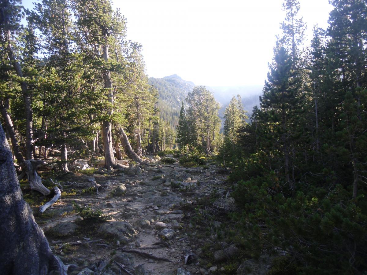 A scenic forest trail winding through tall trees in a rocky landscape, with sunlight filtering through the foliage and mountains visible in the distance. Silver And Basin Lakes Trail mountain bike trail.
